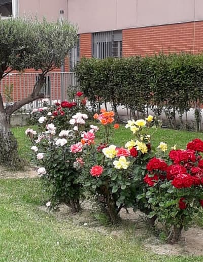 jardinería y limpieza madrid sur